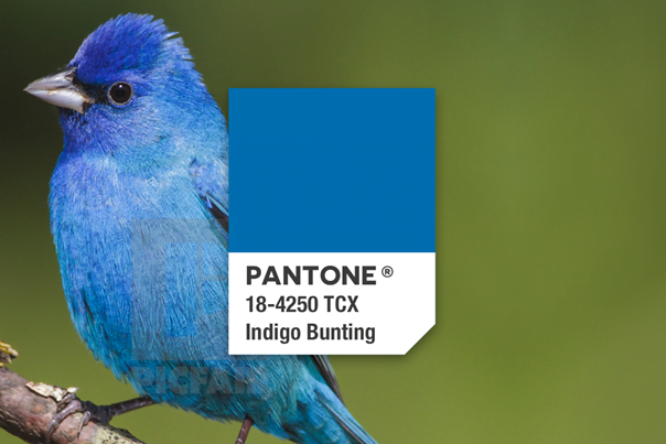 Indigo Bunting