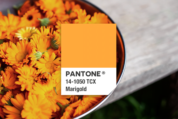 Marigold